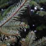 Kerstbomen zorgen voor extra sfeer in de Brugse winkel- en poortstraten