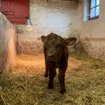 Nieuw leven op de Kinderboerderij: welkom kalfje Kamiel!