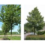 98 Nieuwe bomen in Sint-Michiels en Sint-Andries